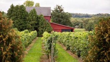 Sunday Morning Vineyard Walk