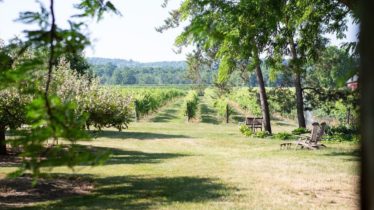 Sunday Morning Vineyard Walk