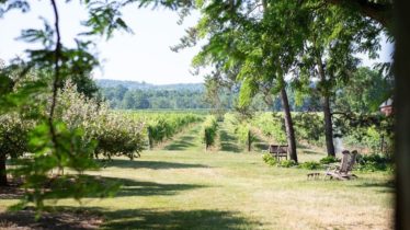 Sunday Morning Vineyard Walk